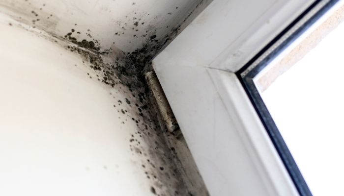 home mold - nicholasville mold removal